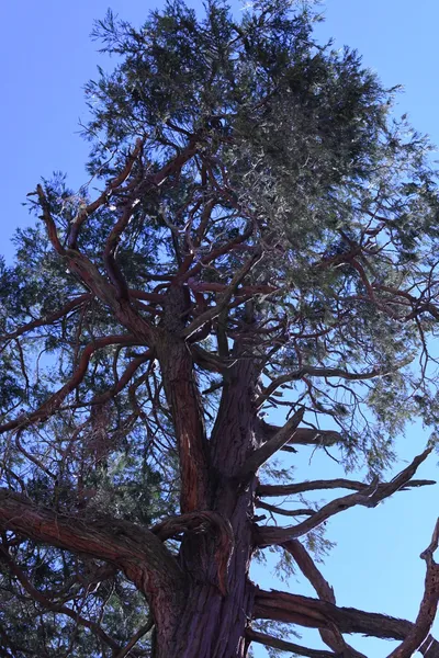 DSC_2192 (Large).JPG